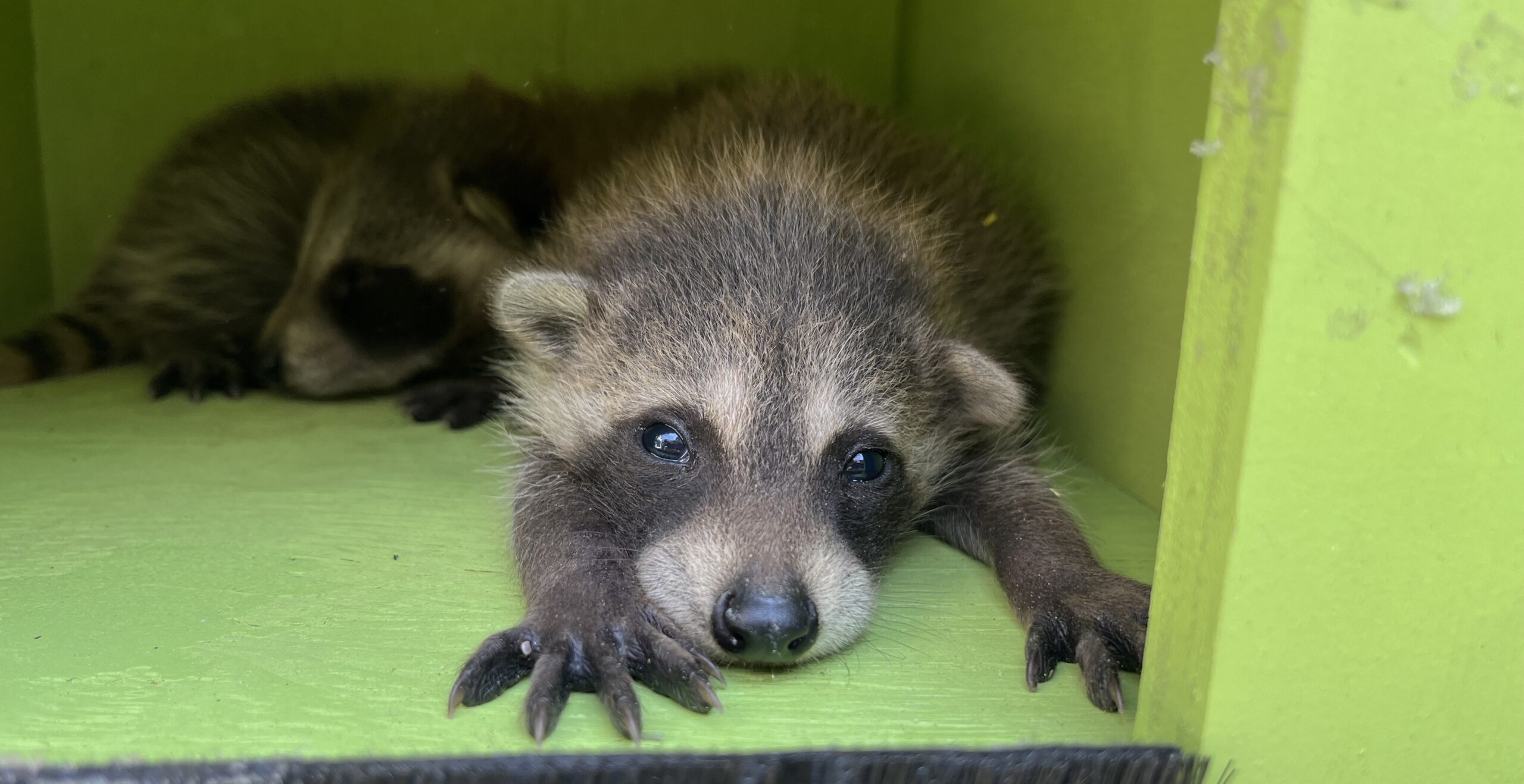 Baltimore Wildlife Control - Do Raccoons Hibernate