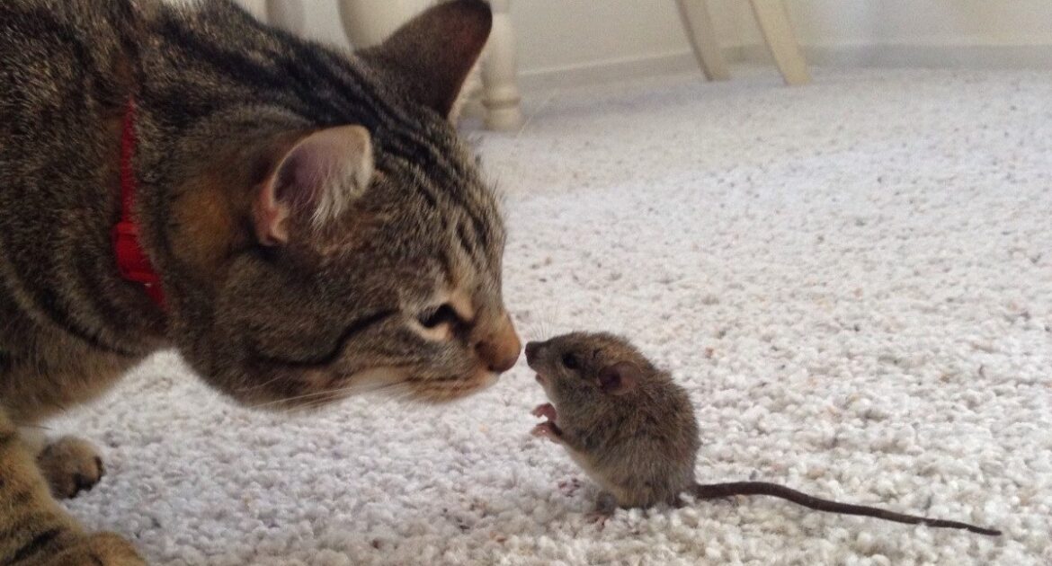 Can Your Pet Prevent a Mouse Infestation