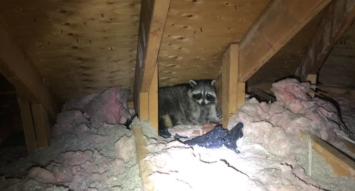 Coexisting with Raccoons