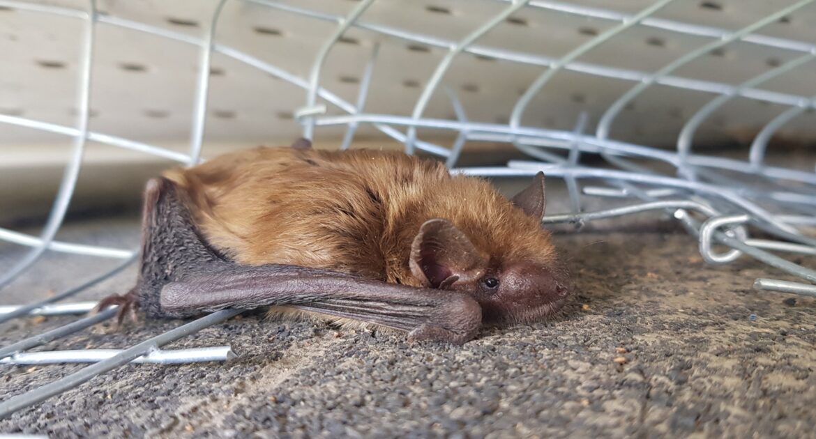 Do Bats Live In The City