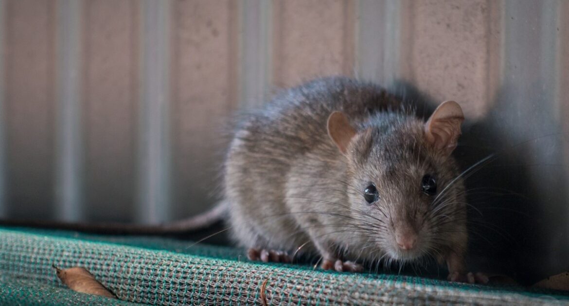 How Rats and Mice Thrive in Urban Environments