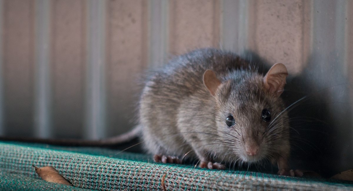 How Rats and Mice Thrive in Urban Environments