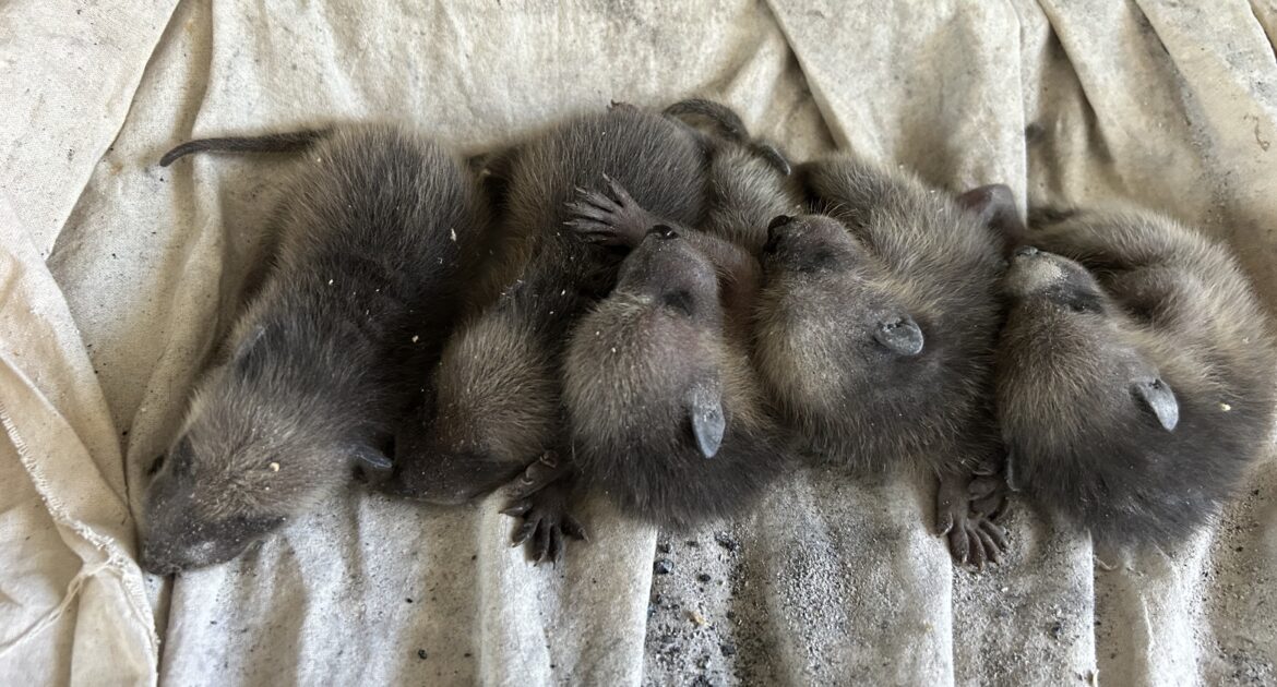 Raccoon Communication