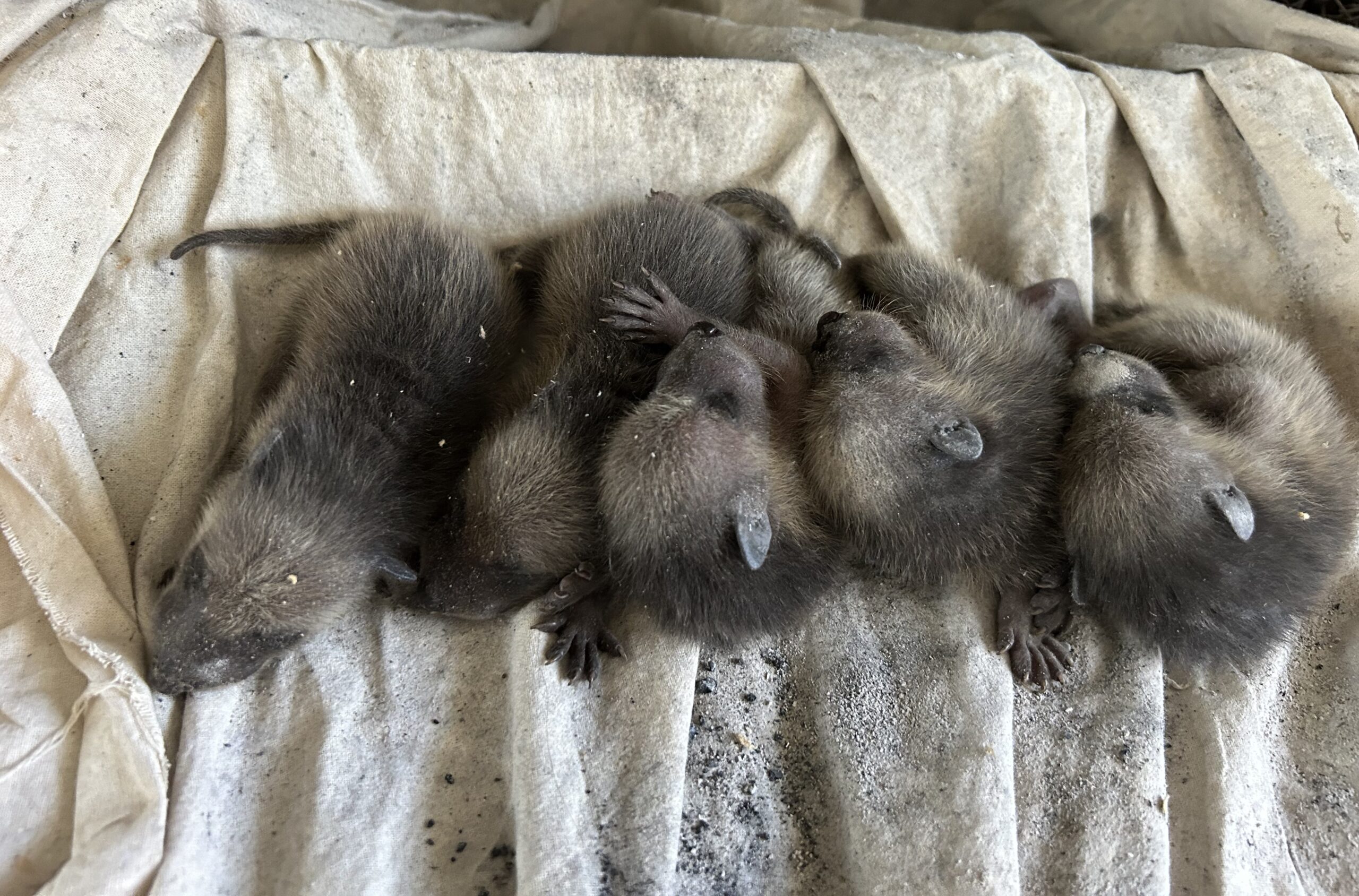 Raccoon Communication