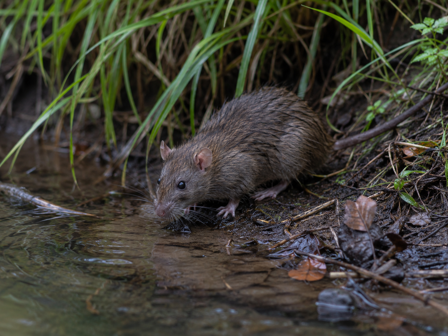 Rat in nature
