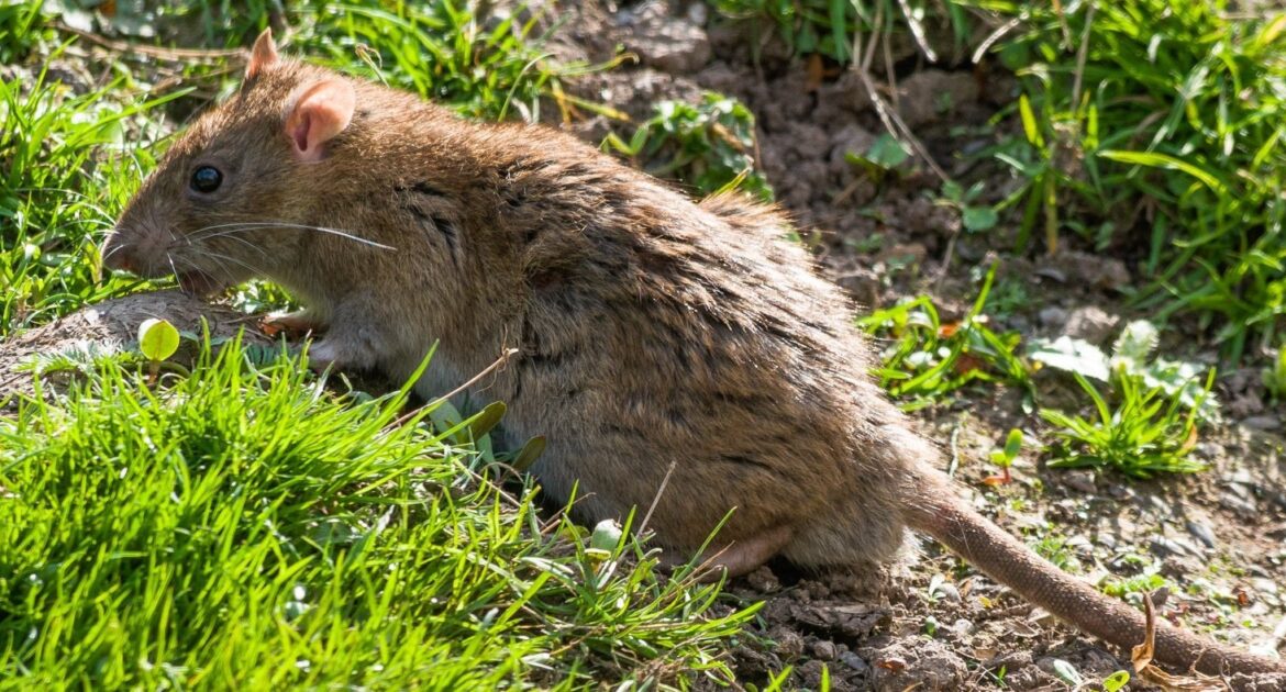 Rodent Droppings at Home