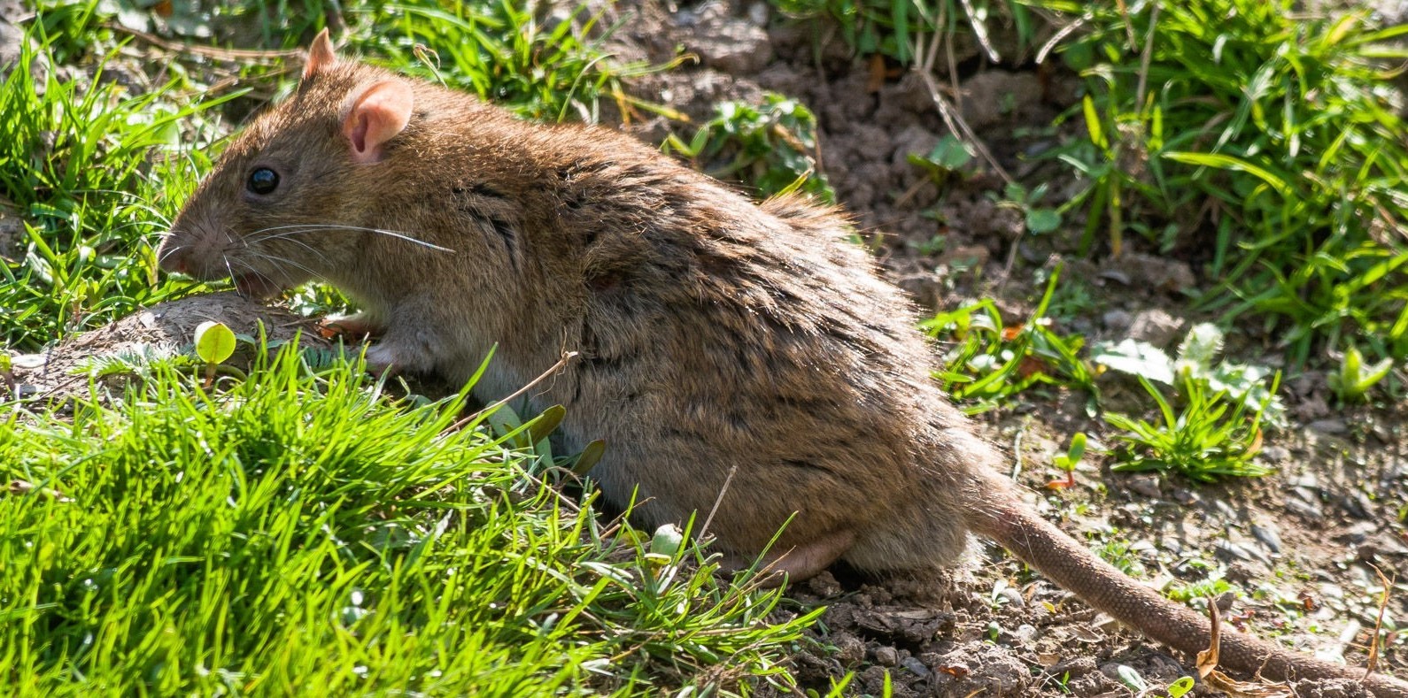 Rodent Droppings at Home