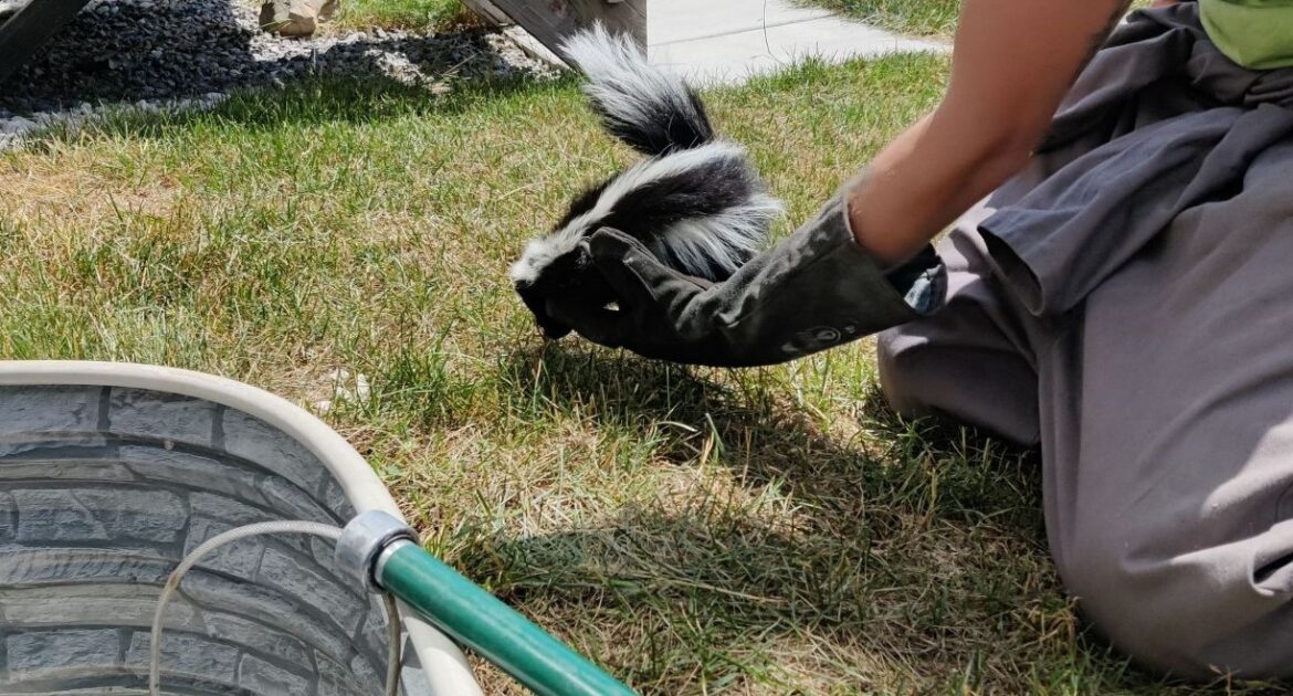 Skunks Under the Shed