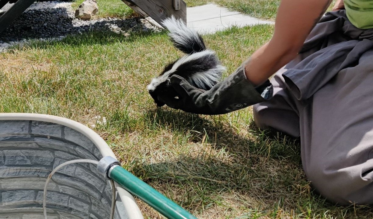 Skunks Under the Shed