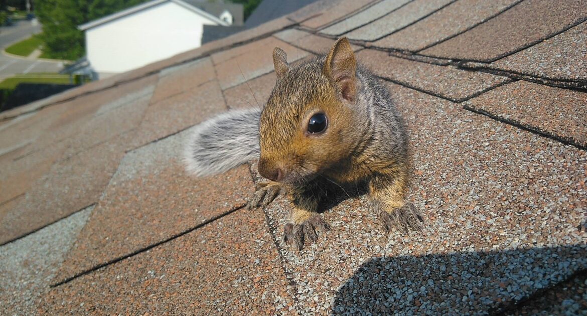 Squirrels On Your Roof