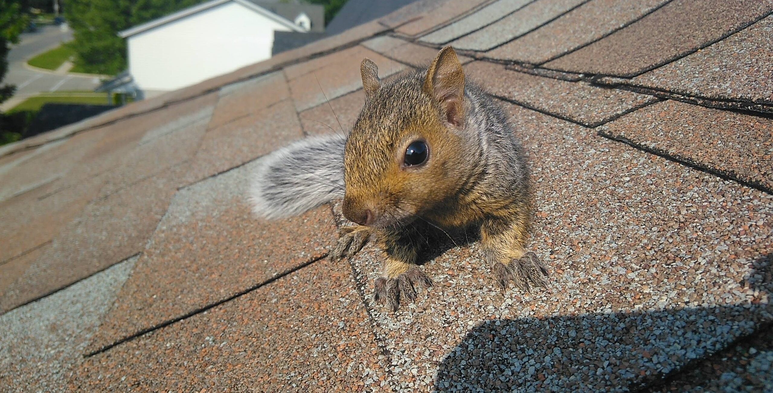 Squirrels On Your Roof