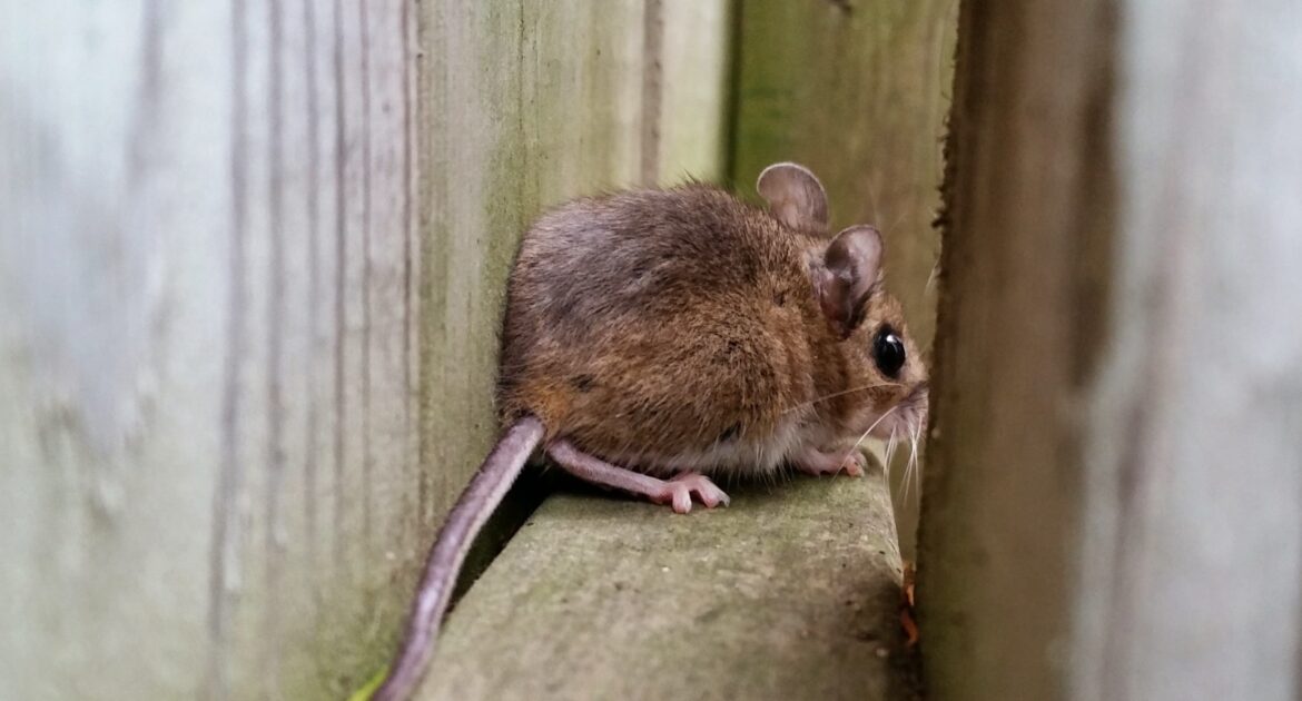 The Role of Mice and Rats in the Food Chain