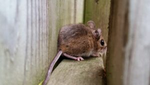 The Role of Mice and Rats in the Food Chain