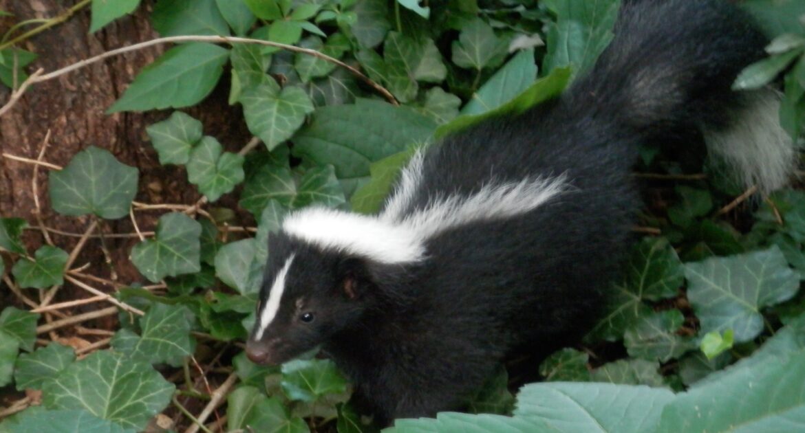What Do Skunks Do During The Day