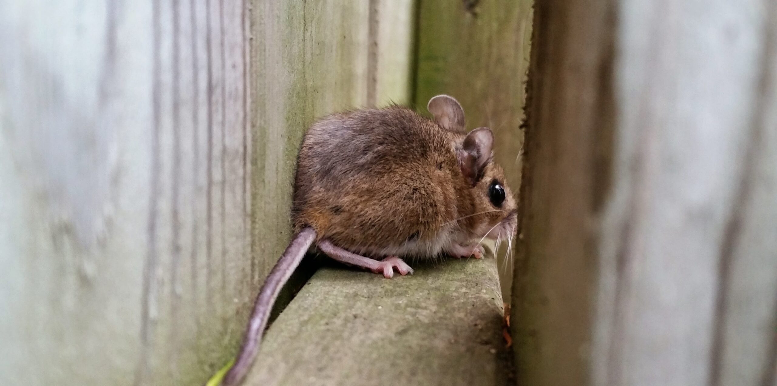 What Time Of The Year Do Mice Have Babies