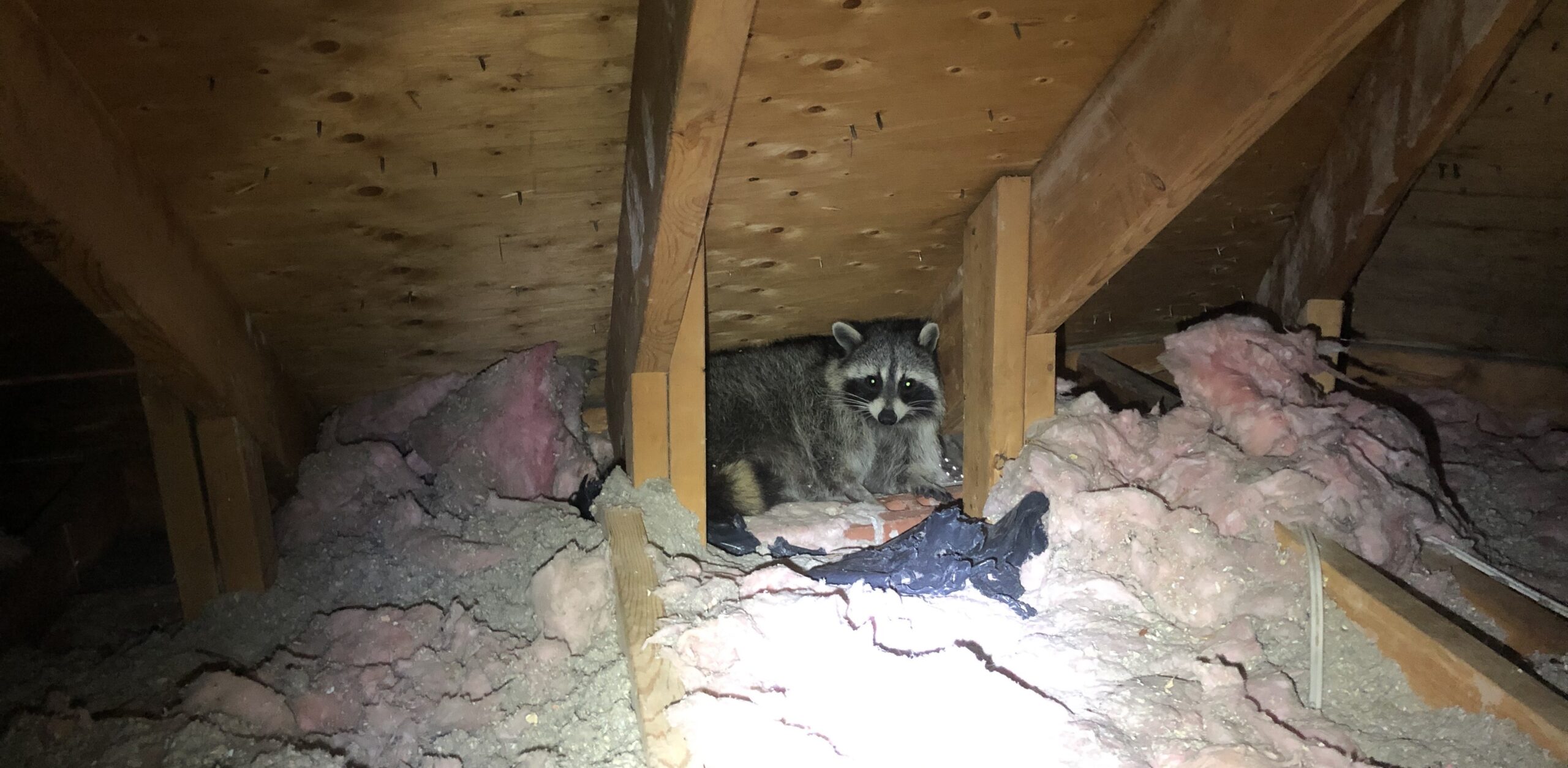 5 Signs Raccoons Are In The Attic