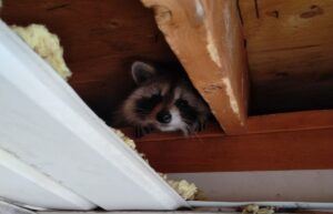 Can A Raccoon Open A Door To Your House