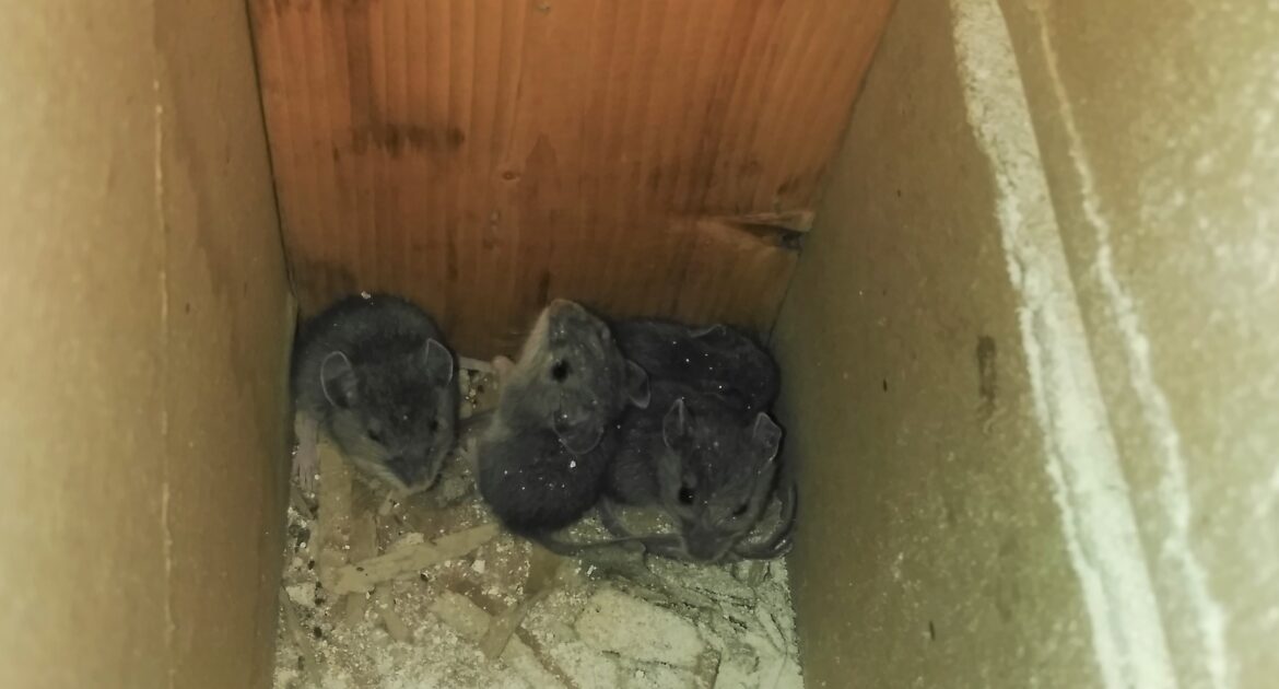 Could You Have Mice In Your RV