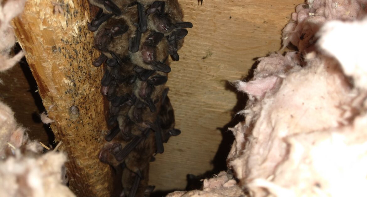 Denver Wildlife Control - How To Detect Bats In Your Attic