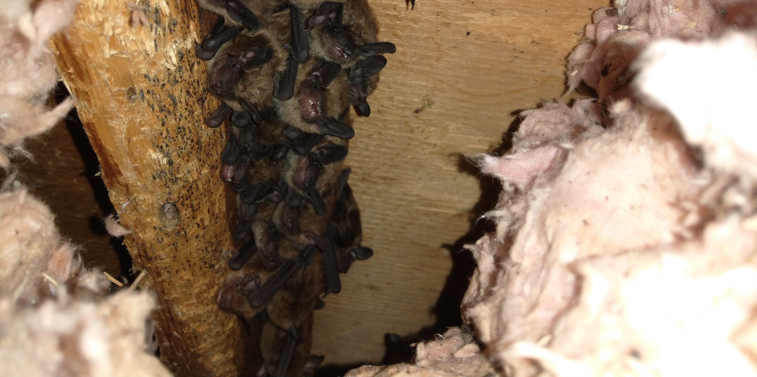 Denver Wildlife Control - How To Detect Bats In Your Attic