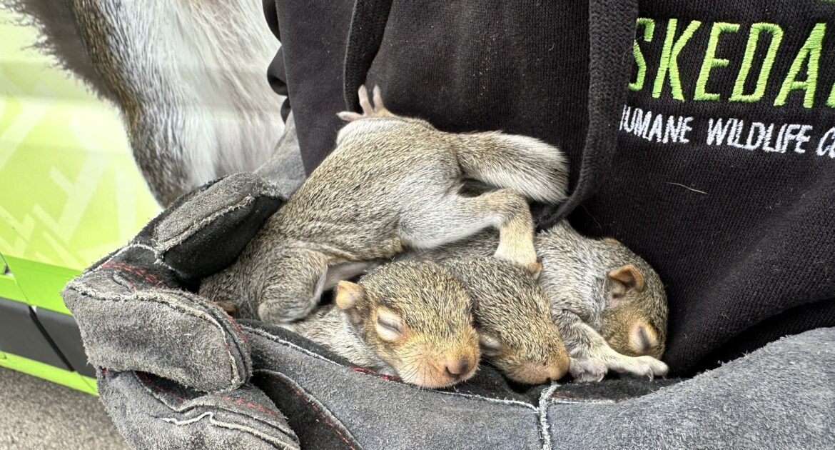 Do Squirrels Mate For Life
