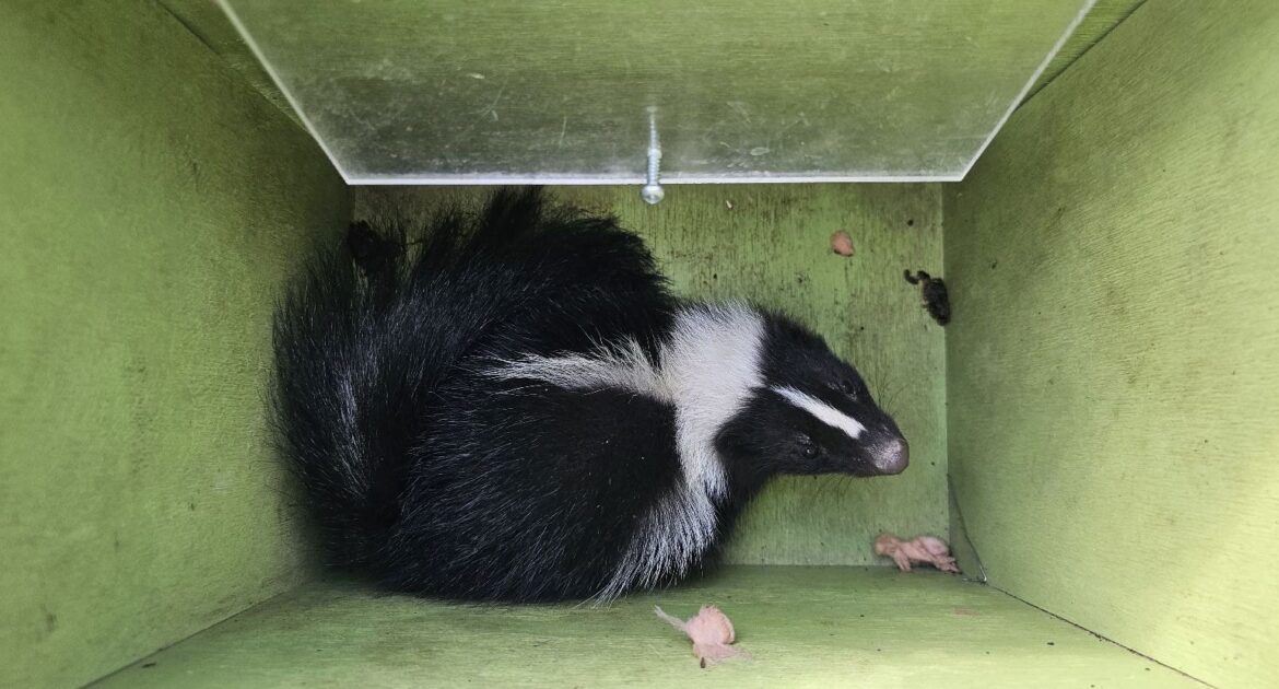 Do You Need To Worry About Skunks Around Your Home