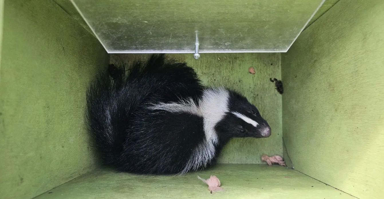 Durham Wildlife Control Do Skunks Attack Or Just Spray