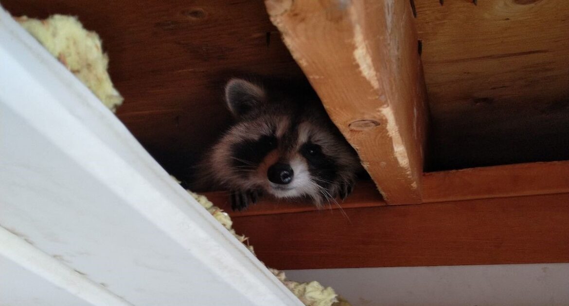 Raccoon Super Senses