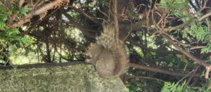 Should You Feed Squirrels