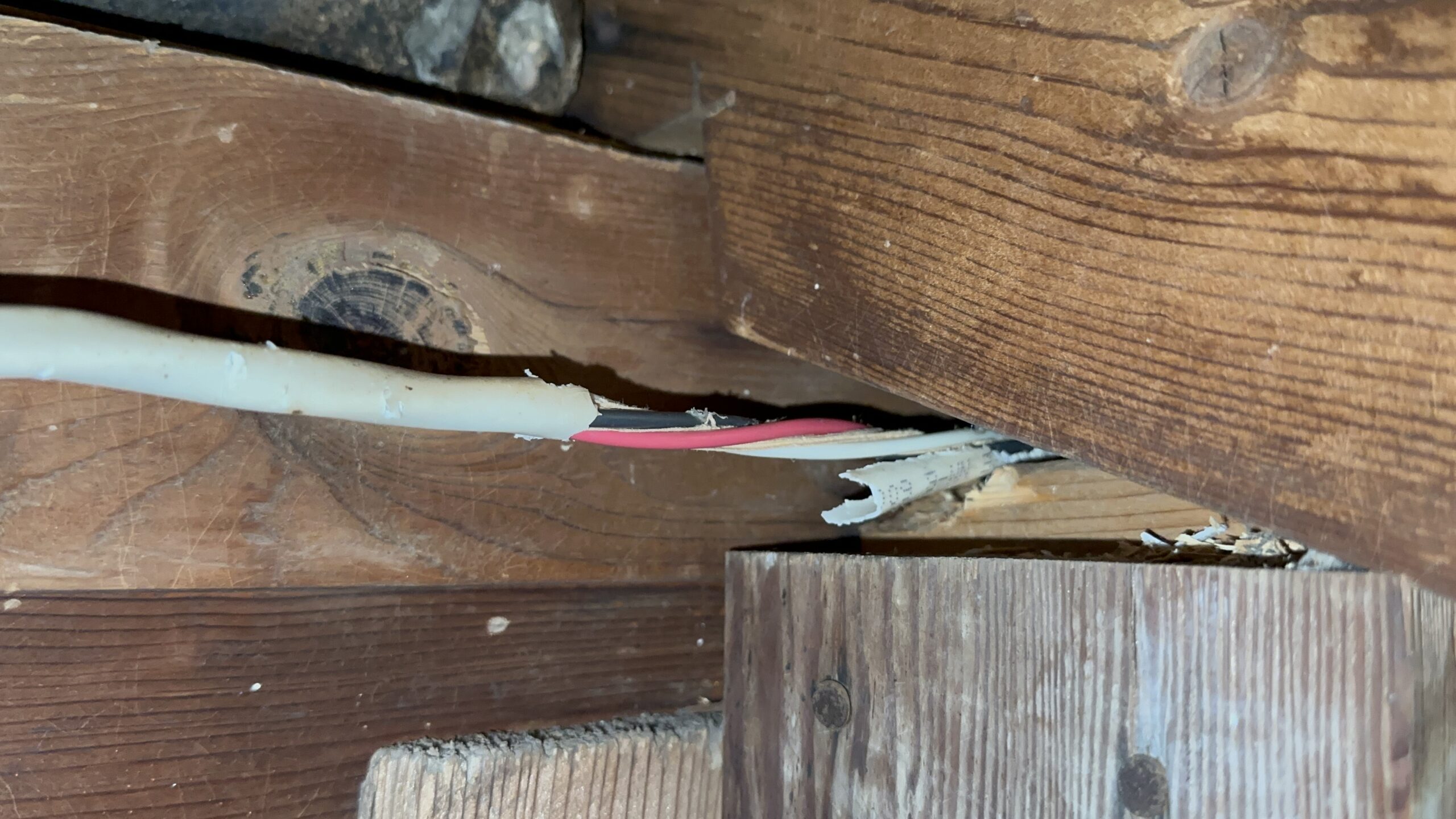 Squirrels And Electricity