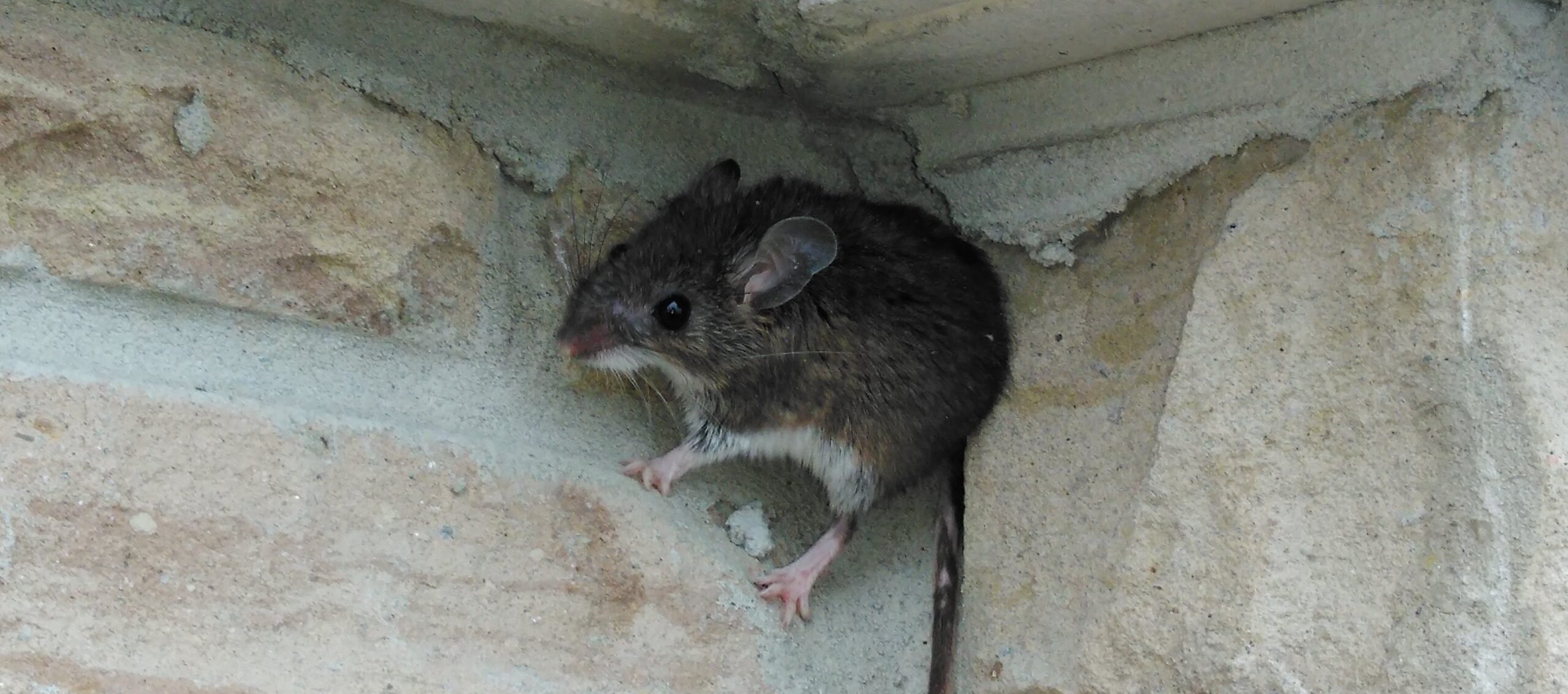 The Lifespan Of Mice How Many Years Do They Live