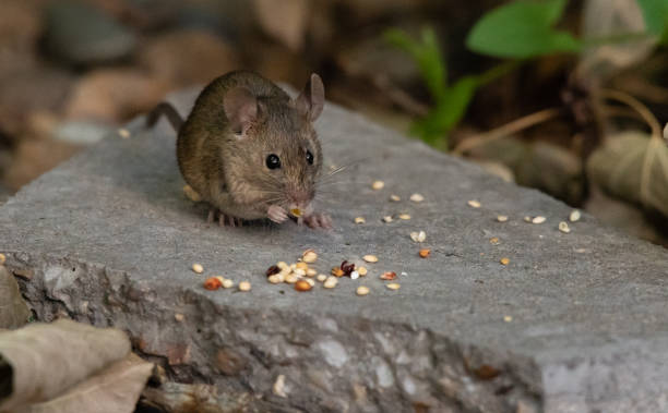 The Unseen Lives Of Mice