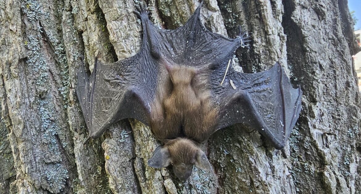 What Bats Are Getting Into Your Atlanta Home