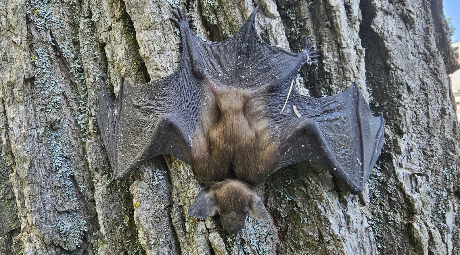 What Bats Are Getting Into Your Atlanta Home