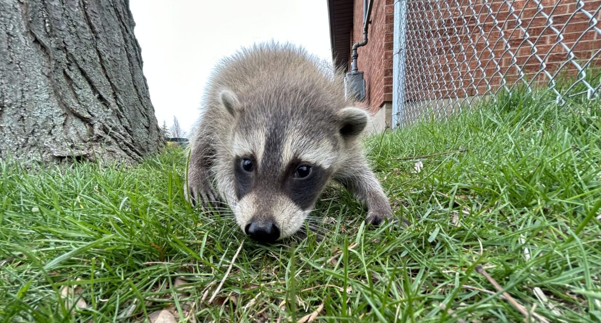 What Do Raccoons Eat In The Wild