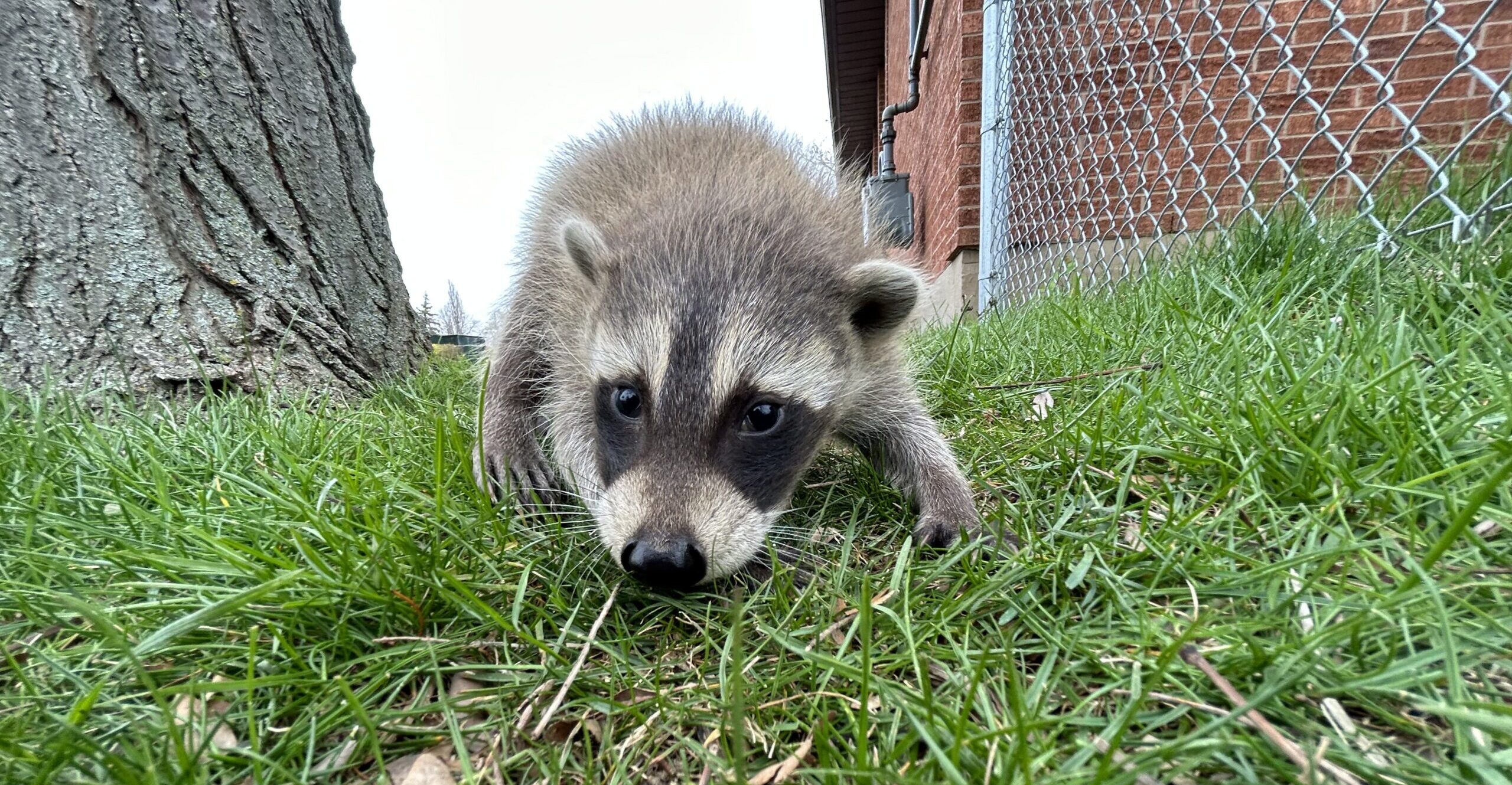 What Do Raccoons Eat In The Wild