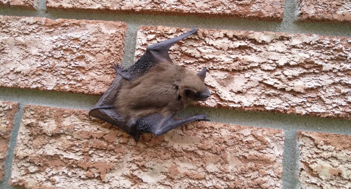 What Draws Bats To Enter Into A House