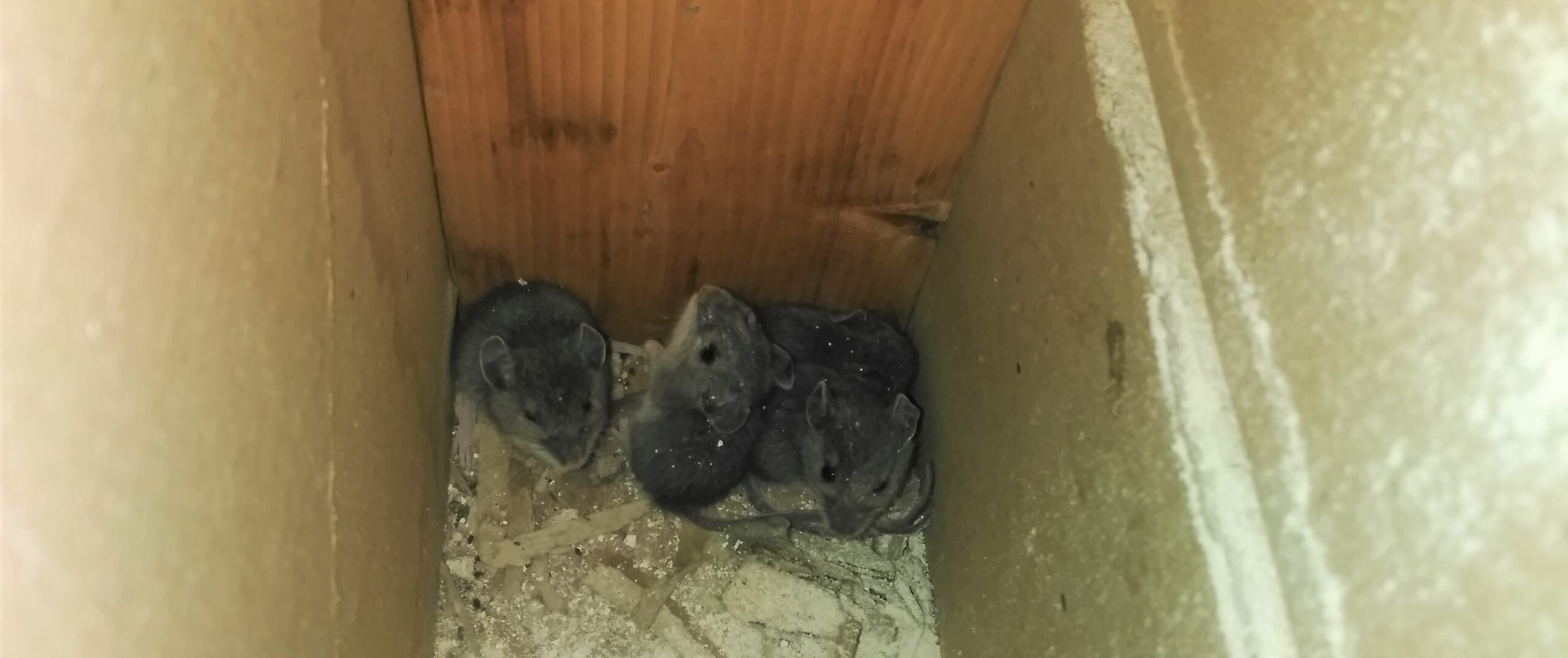 What To Do If You Have Mice In Your Garage