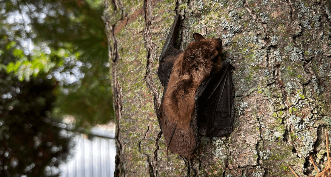 Where Are Bats Most Commonly Found Roosting In Homes