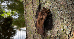 Are Bats A Problem For Homeowners In Atlanta