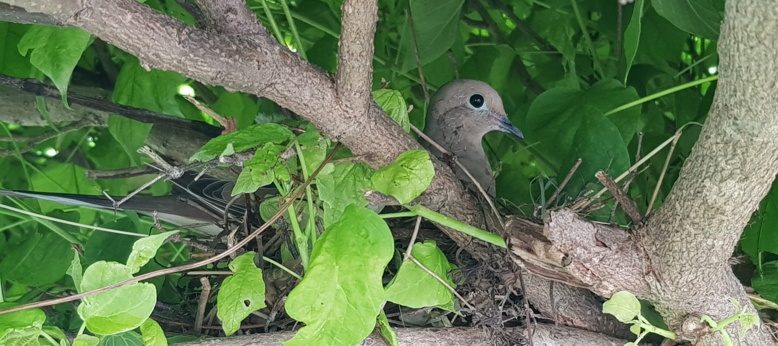 Birds In Your Garage