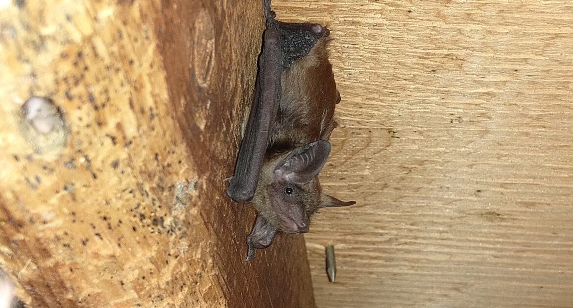 Fluttering In The Attic