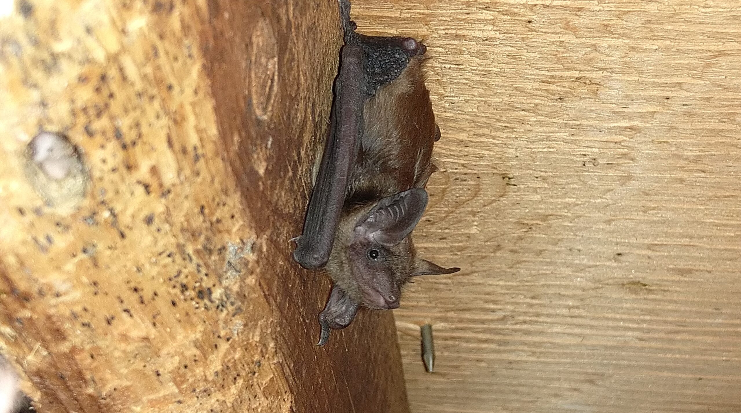 Fluttering In The Attic