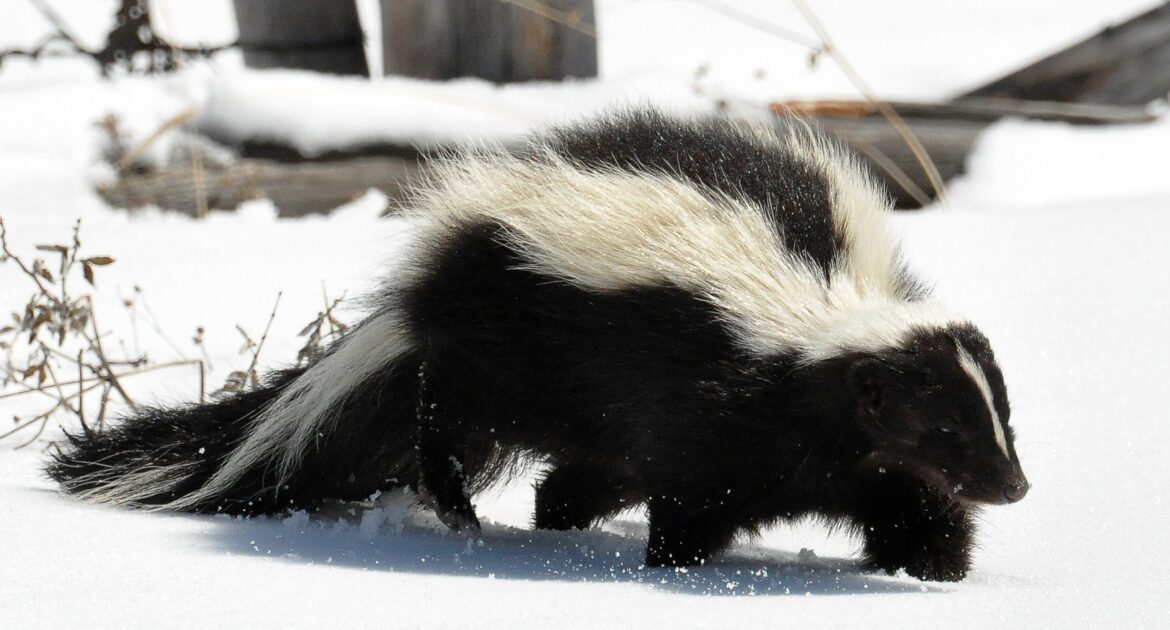 How Porch May Be The Perfect Home For A Skunk This Winter