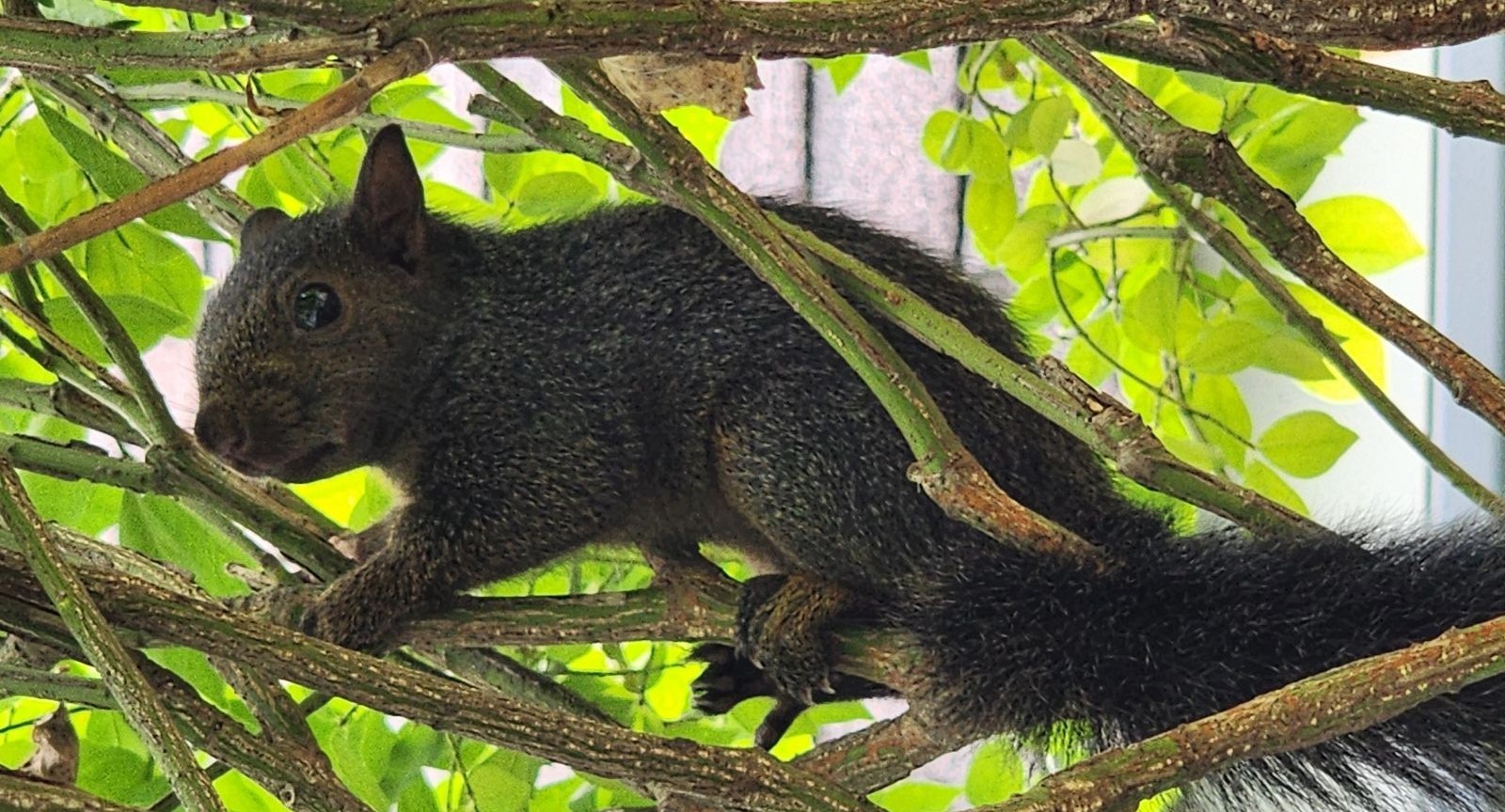 How Do Squirrels Keep Warm During The Winter Months