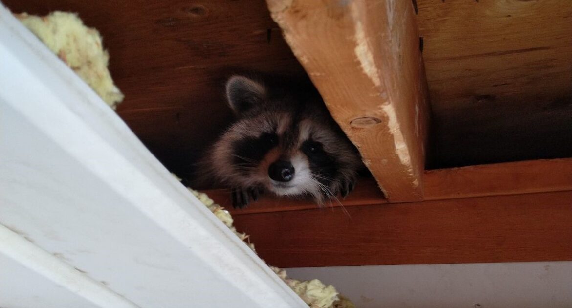 How Many Raccoons Are In Your Attic