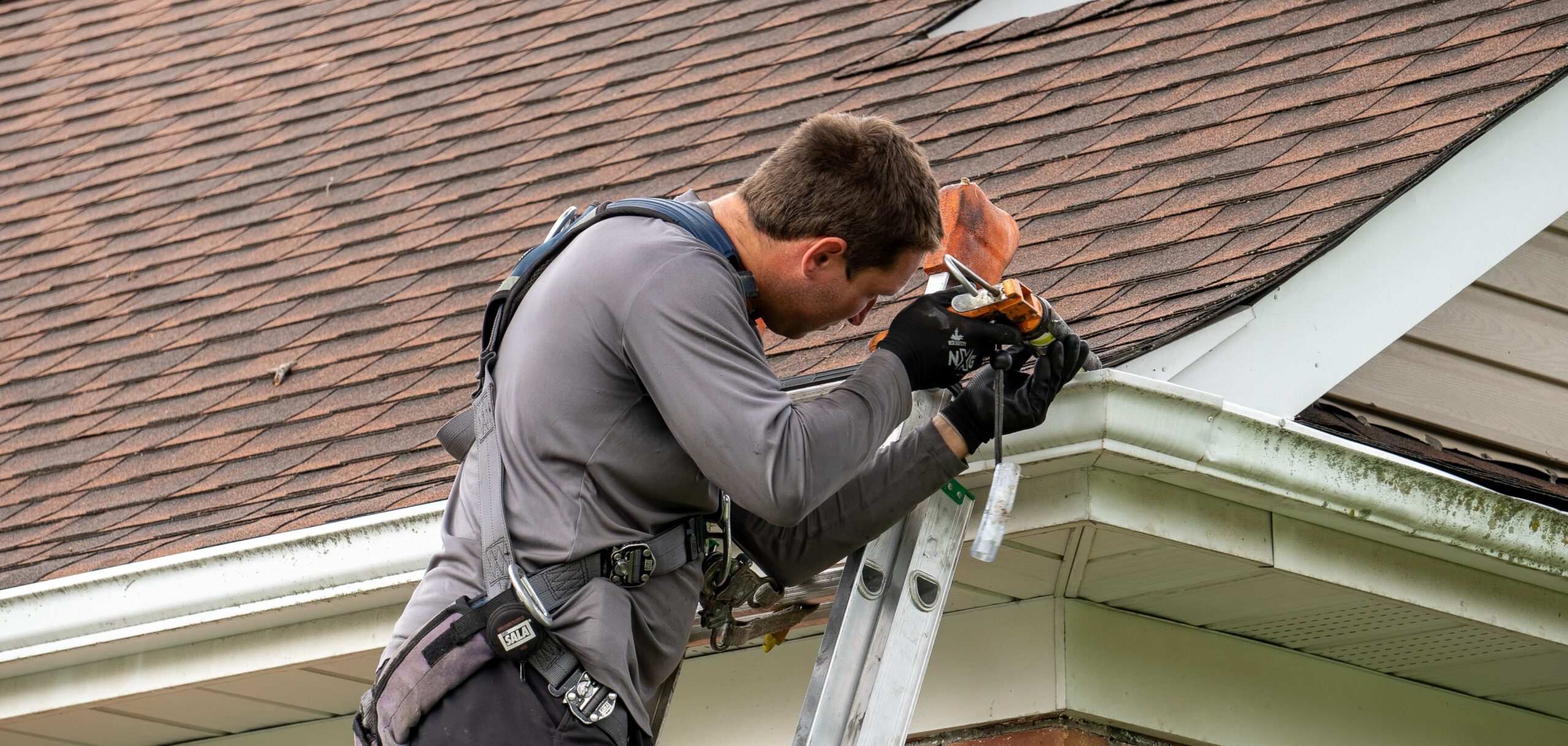 Humane Wildlife Removal