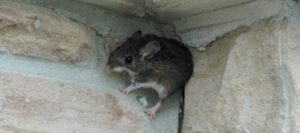 Mice In Your Kitchen