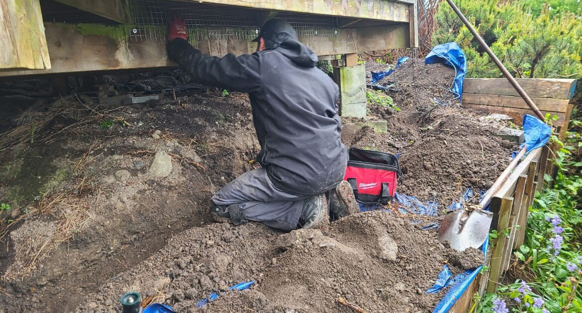 Older Homes And Raccoons