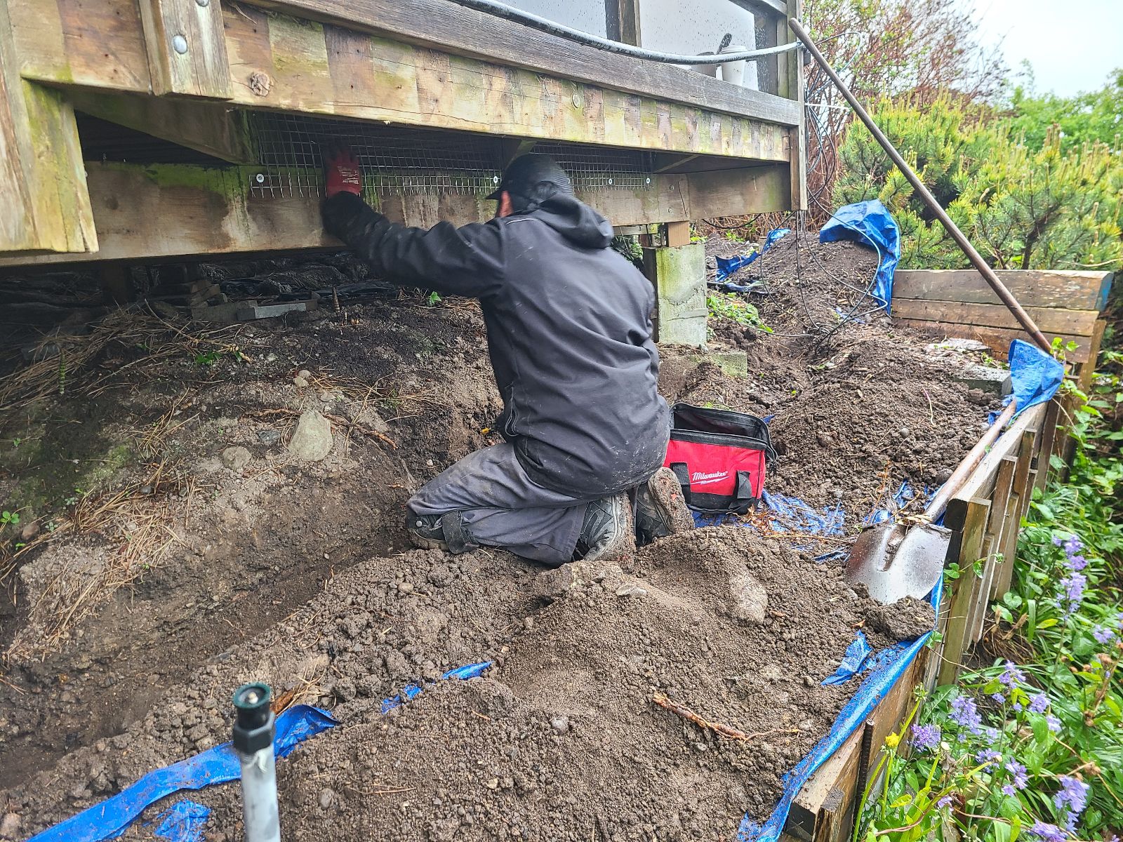 Older Homes And Raccoons